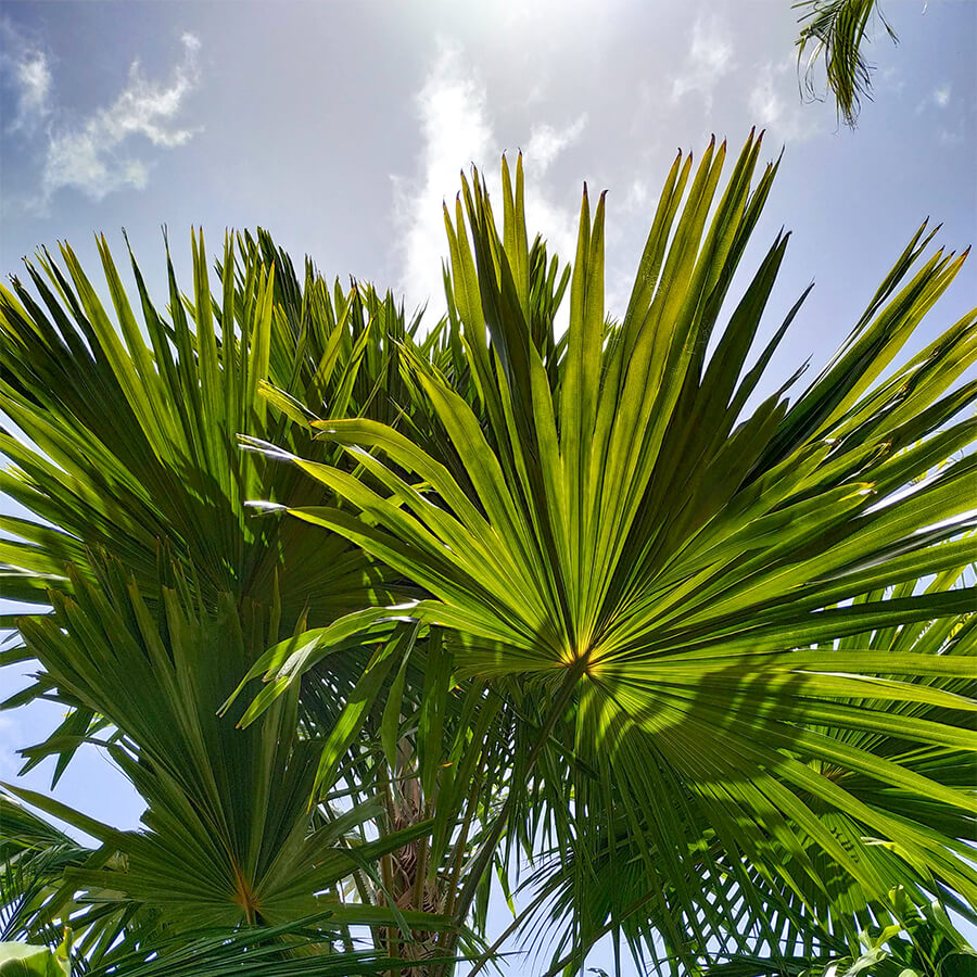 Palmeraie du Village de la Pointe
