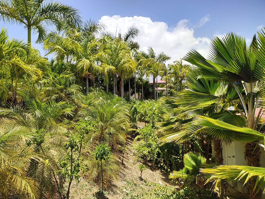 La palmeraie du Village de la Pointe