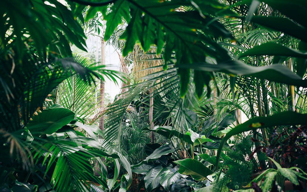 Se balader dans les forêts tropicale de la Martinique en vacances