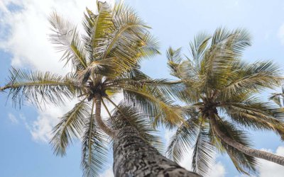 Séjour à la Martinique : 4 jours, 7 jours et 10 jours.