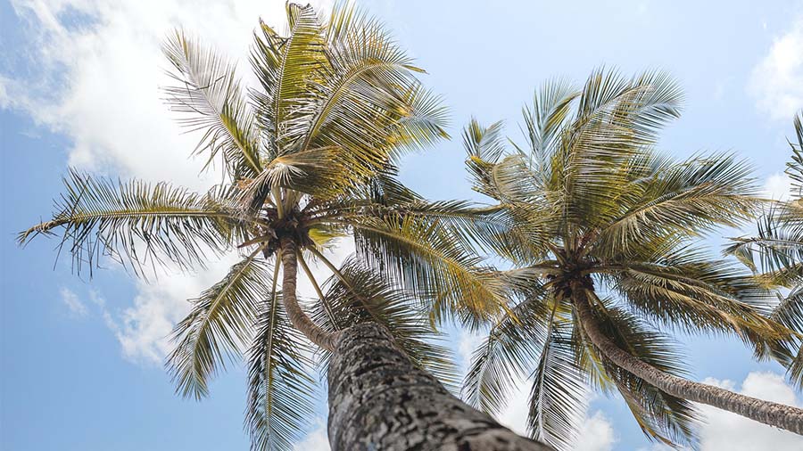 Séjour à la Martinique : 4 jours, 7 jours et 10 jours.