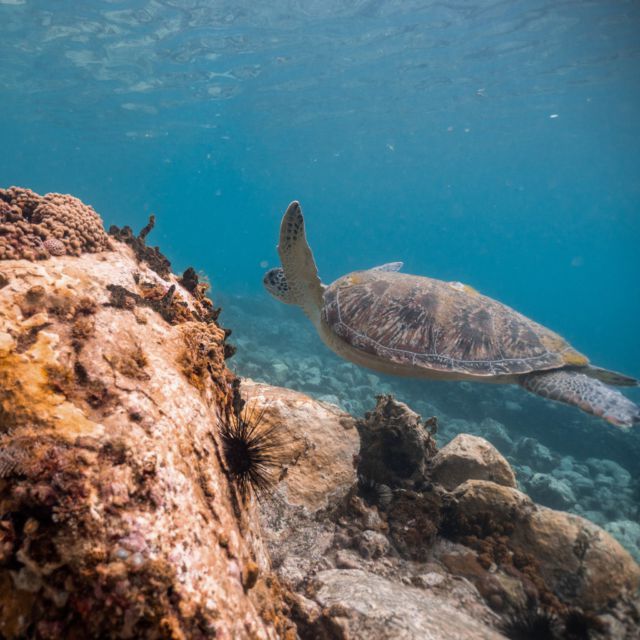 Aperçu magique de notre amie la tortue de mer en train de nager paisiblement dans les eaux cristallines des Anses d'Arlet dans le sud de la Martinique 🤩 Quel privilège de pouvoir observer ces merveilleux animaux dans leur habitat naturel ! 🐢 

#tortuedemer #ansesdarlet #martinique #naturelovers
#villagedelapointe #pointefaula #martinique #hotelmartinique #caribbean #caraibes #beautifuldestinations #martiniquetourisme #martiniquemagnifique #paradise #vacation #vacances #travelawesome #wonderful_places #beach #beachlife #island