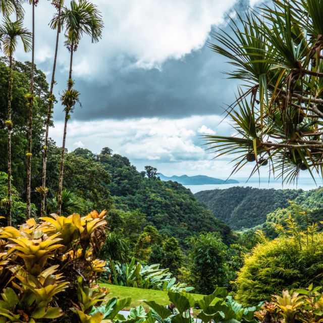 Le jardin de Balata 🤩, un véritable havre de paix en Martinique ! Entouré de nature luxuriante et de montagnes verdoyantes, ce jardin botanique est un endroit parfait pour se ressourcer et profiter de la beauté de la nature. On y trouve une grande variété de plantes exotiques et tropicales, ainsi que des sentiers pittoresques pour se promener et admirer la vue. Un vrai petit coin de paradis sur l'île aux fleurs ! 🌺

#jardindebalata #martinique #îleauxfleurs #natureluxuriante #jardinbotanique #exotique #tropical #respiration #paix #paysage #explore #travel #villagedelapointe
#island #carabean